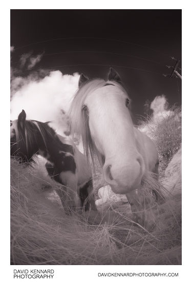 Gyspy-cob horse eating hay [IR]