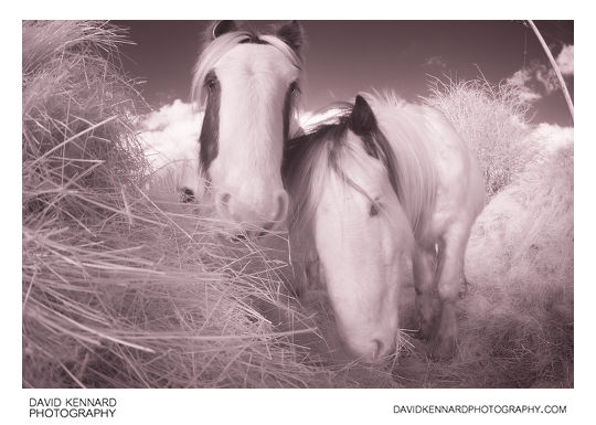 Gypsy-cob horses eating hay [IR]