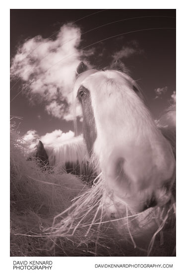 Gypsy-cob horse eating hay in infrared