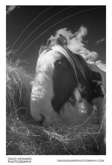 Gypsy-cob horse eating hay [IR | B&W]