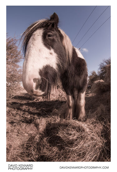 Gypsy-cob horse fisheye portrait