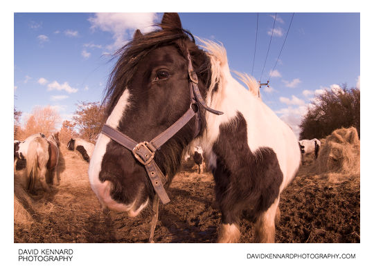 Gypsy-cob Horse with noseband