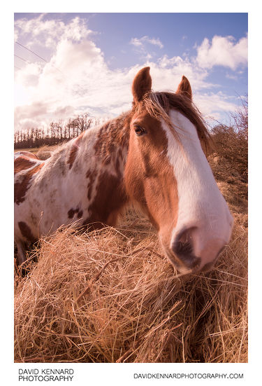 Gypsy-cob horse munching on hay