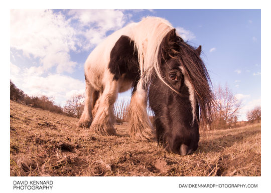 Gypsy-cob horse feeding