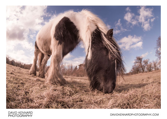 Gypsy-cob horse feeding in field