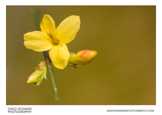 Jasminum nudiflorum (Winter jasmine flower)