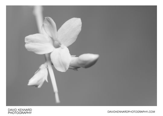Jasminum nudiflorum (Winter jasmine flower) [IR]