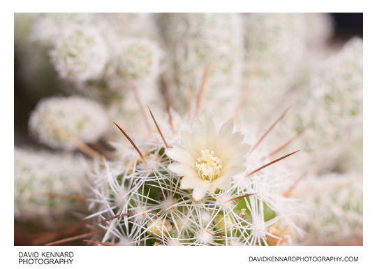 Small cactus flower