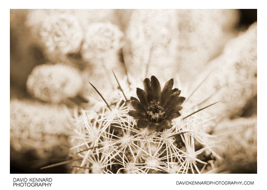 Small cactus flower [UV]