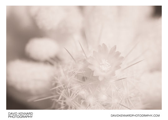 Small cactus flower [IR]