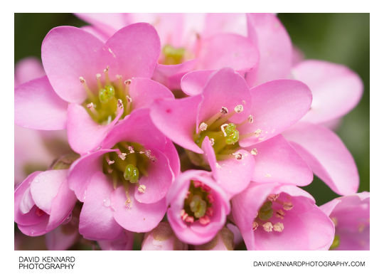 Pink Bergenia crassifolia (Elephant's ears) flowers