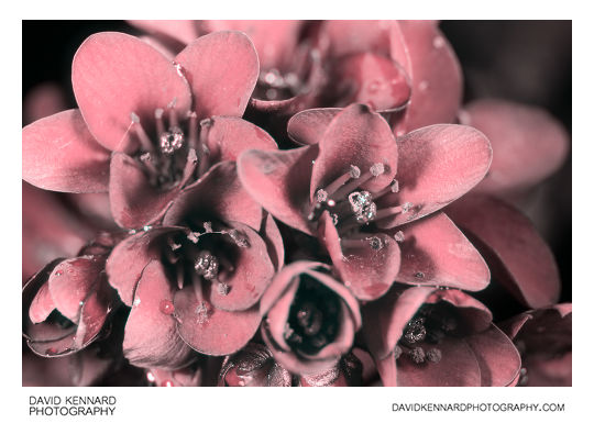 Pink Bergenia crassifolia (Elephant's ears) flowers [UV]