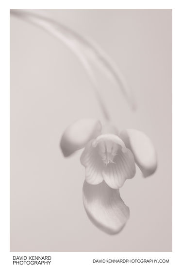 Galanthus nivalis (Common Snowdrop) flower [IR]