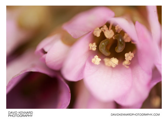 Pink Bergenia crassifolia flower close-up