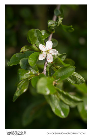 Prunus spinosa (Blackthorn) late flower