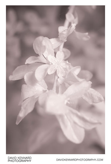 Prunus spinosa (Blackthorn) late flower [IR]