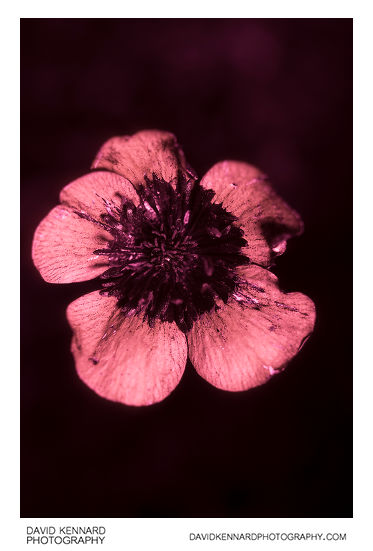 Ranunculus acris (Meadow buttercup) flower [UV]