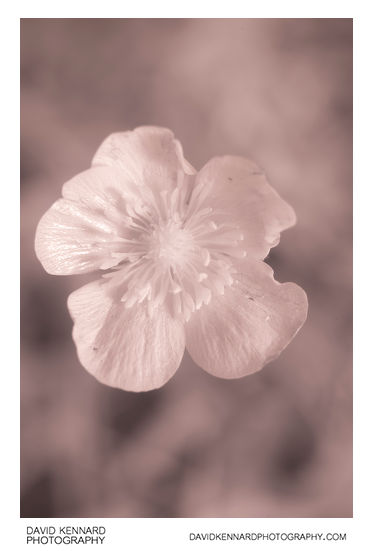 Ranunculus acris (Meadow buttercup) flower [IR]