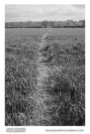 Path through young wheat field