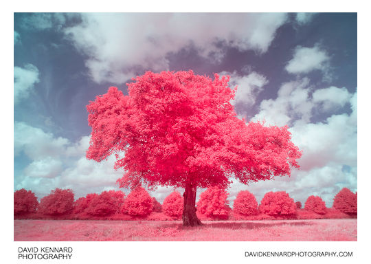 [EIR / Aerochrome] Pink tree in field