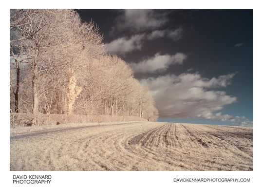 Field of shoots and bare winter trees in IR