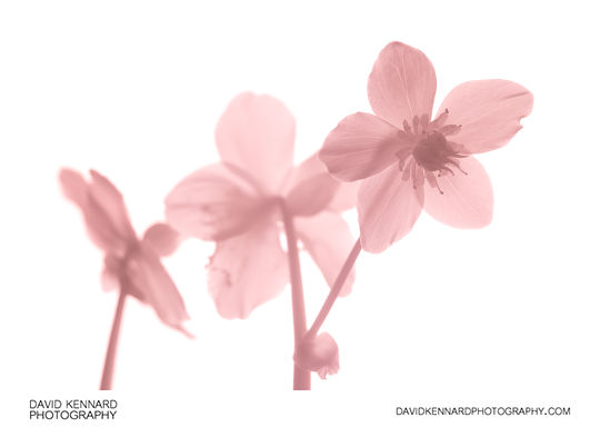 Helleborus niger flower [IR]
