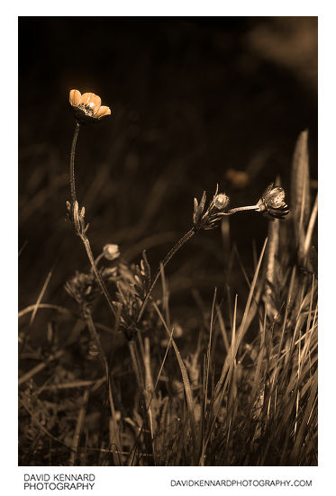 Ranunculus bulbosus (Bulbous buttercup) [UV]