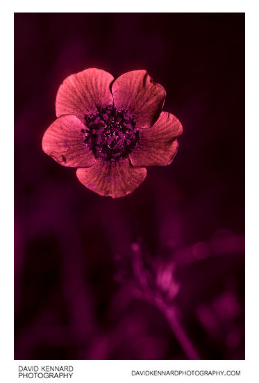 Ranunculus bulbosus (Bulbous buttercup) flower [UV]