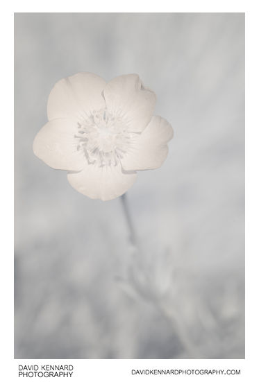 Ranunculus bulbosus (Bulbous buttercup) flower [IR]
