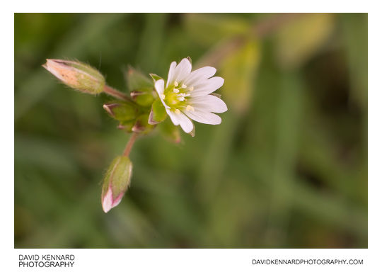 Cerastium fontanum (Common mouse-ear chickweed) flower