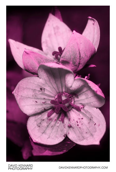 Platycodon grandiflorus 'Astra Pink' flower [UV]