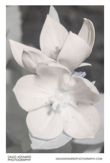 Platycodon grandiflorus 'Astra Pink' flower [IR]