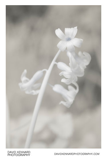 Hyacinthus orientalis flowers [IR]