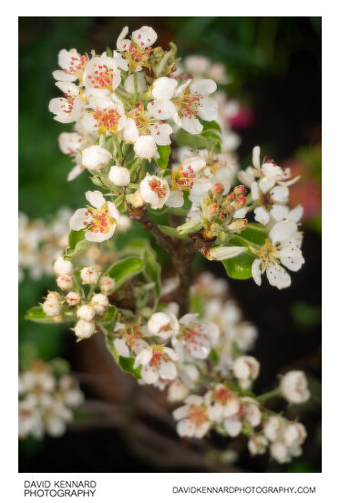 Pyrus communis 'Conference' blossom