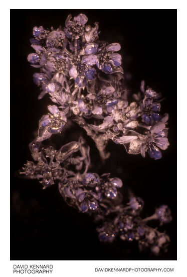 Pyrus communis 'Conference' blossom [UV]