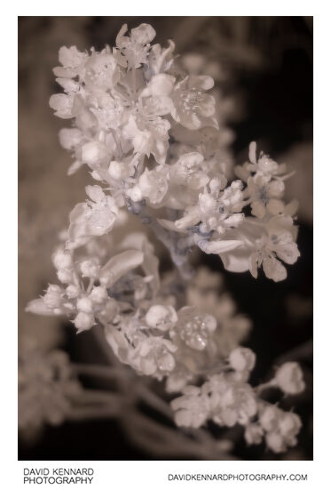 Pyrus communis 'Conference' blossom [IR]