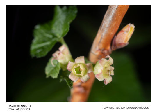 Ribes nigrum 'Ben Nevis' flowers