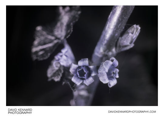 Ribes nigrum 'Ben Nevis' flowers [UV]