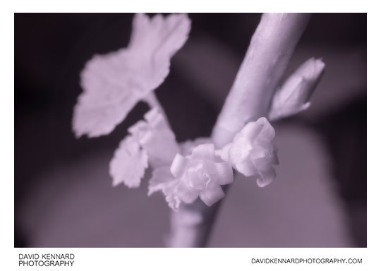 Ribes nigrum 'Ben Nevis' flowers [IR]