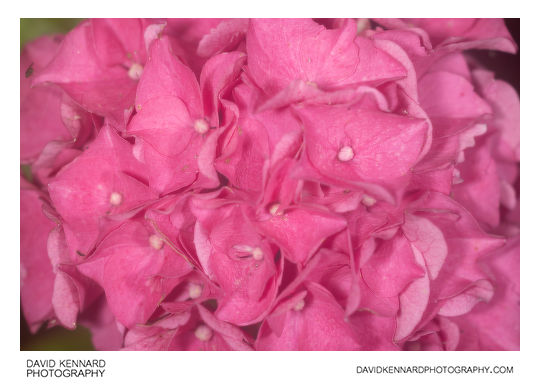 Pink Hydrangea flowers