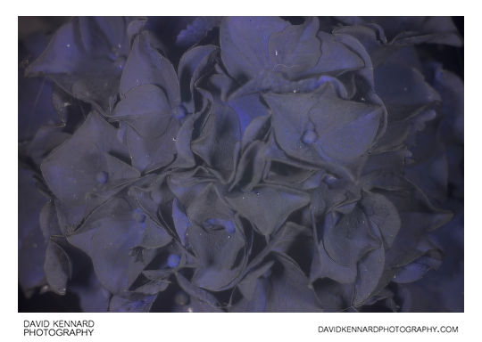 Hydrangea flowers [UV]