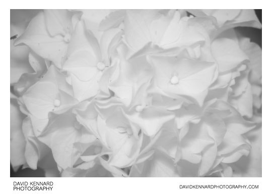 Hydrangea flowers [IR]