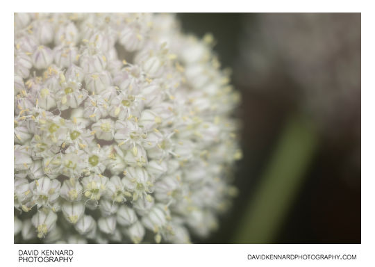 Cultivated Leek flower