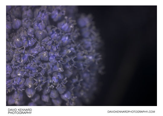 Cultivated Leek flower [UV]
