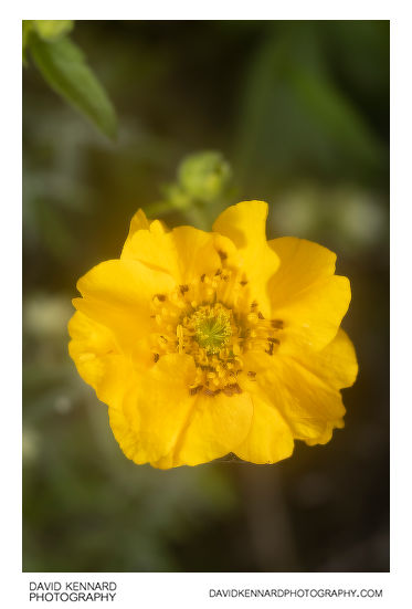Geum quellyon cultivar flower