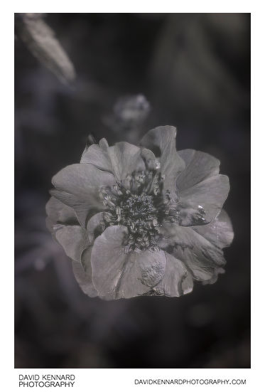 Geum quellyon cultivar flower [UV]