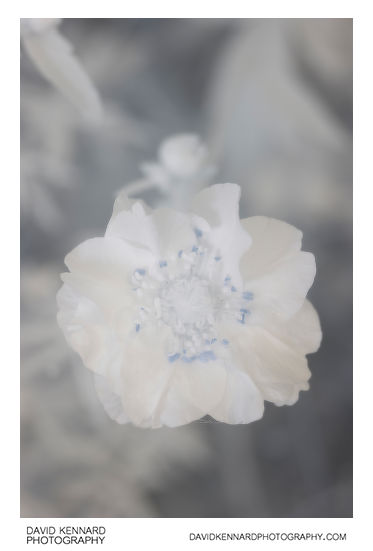 Geum quellyon cultivar flower [IR]