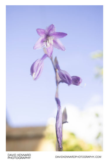 Hosta flower