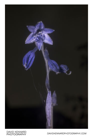 Hosta flower [UV]