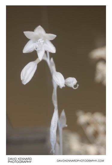 Hosta flower [IR]